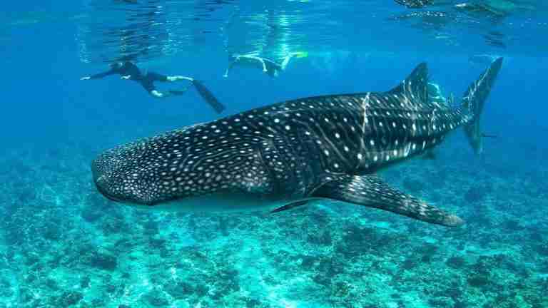 Wycieczki fakultatywne z Hurghady i Marsa Alam
