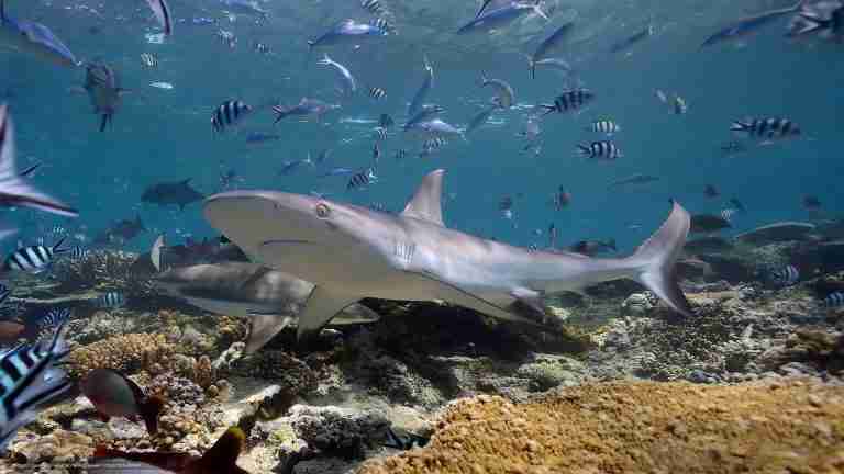 Wycieczki fakultatywne z Hurghady i Marsa Alam