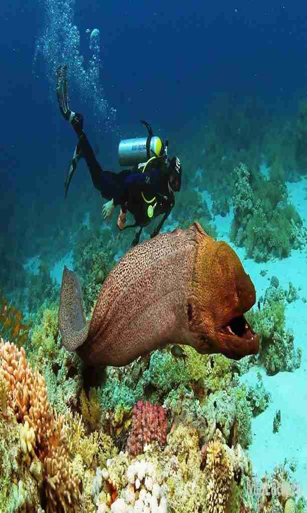 Wycieczki fakultatywne z Hurghady i Marsa Alam