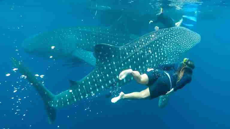 Wycieczki fakultatywne z Hurghady i Marsa Alam