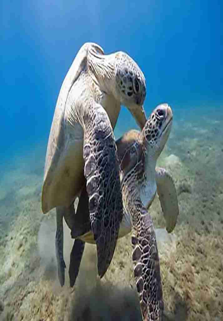 Wycieczki fakultatywne z Hurghady i Marsa Alam