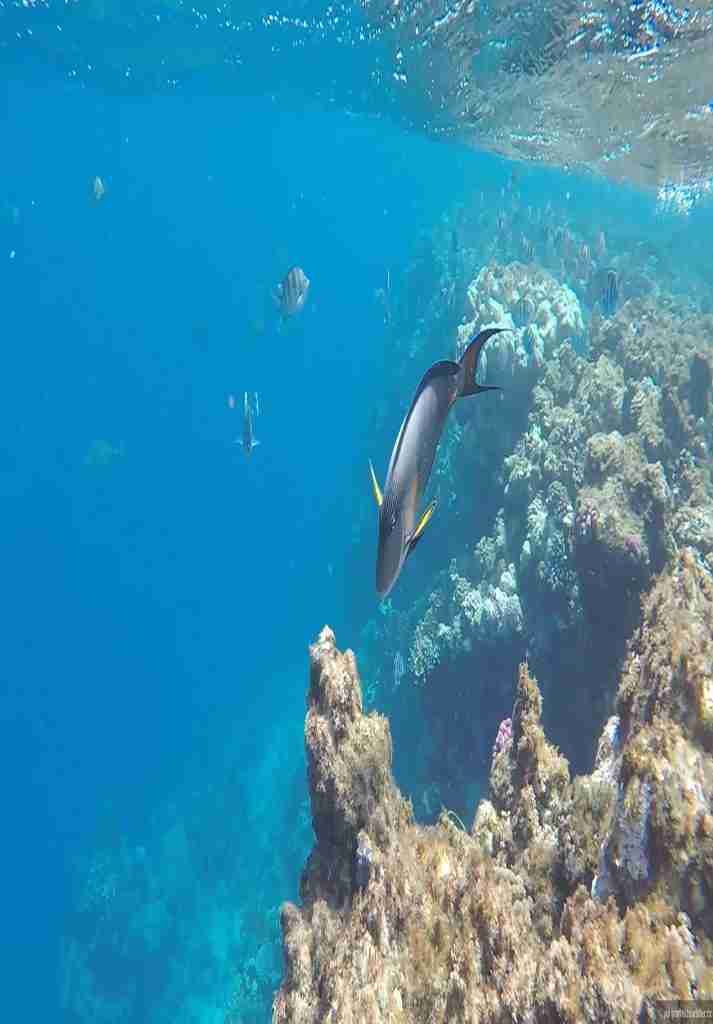 Wycieczki fakultatywne z Hurghady i Marsa Alam