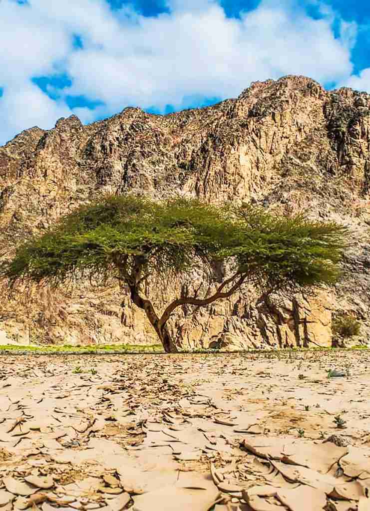 Doliny Wielbłądów - Wadi El Gemal