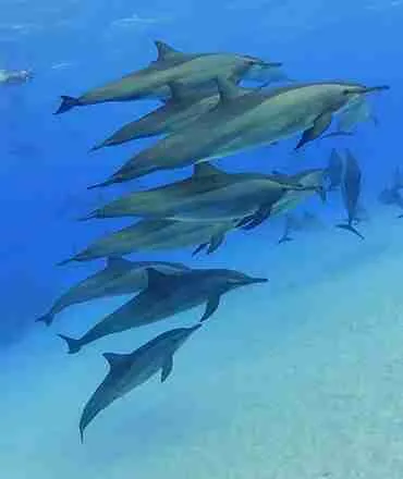 Sataya - Rafa Delfinów w Marsa Alam