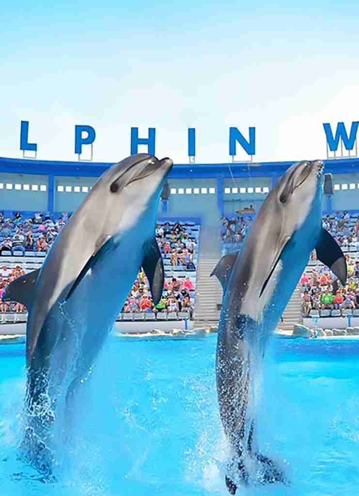 Dolphin Show w Hurghadzie