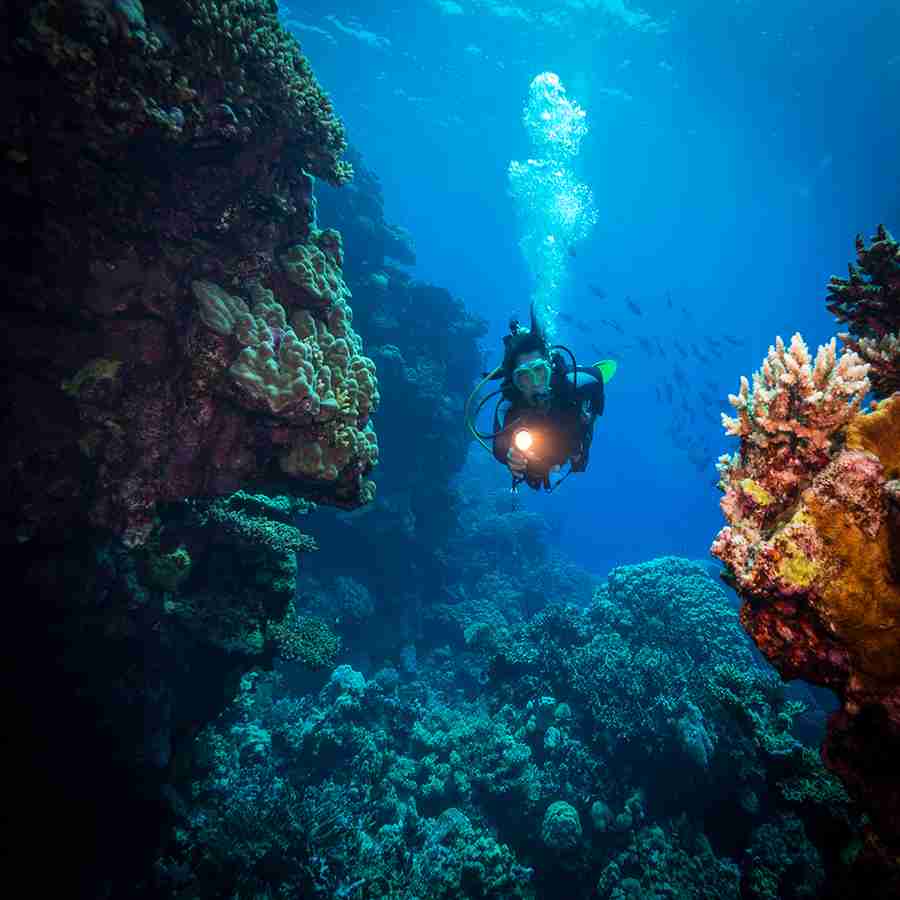 Wycieczka Safari Nurkowe Fury Shoals