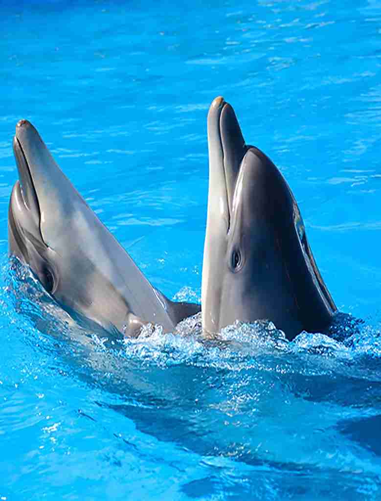 Dolphin Show w Hurghadzie