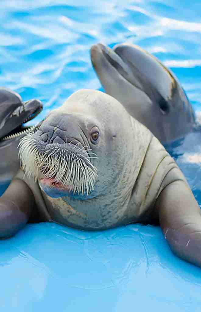 Dolphin Show w Hurghadzie