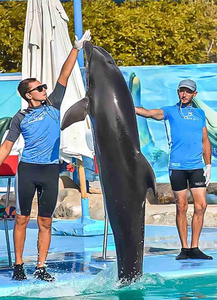 Dolphin Show w Hurghadzie