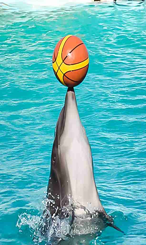 Dolphin Show w Hurghadzie