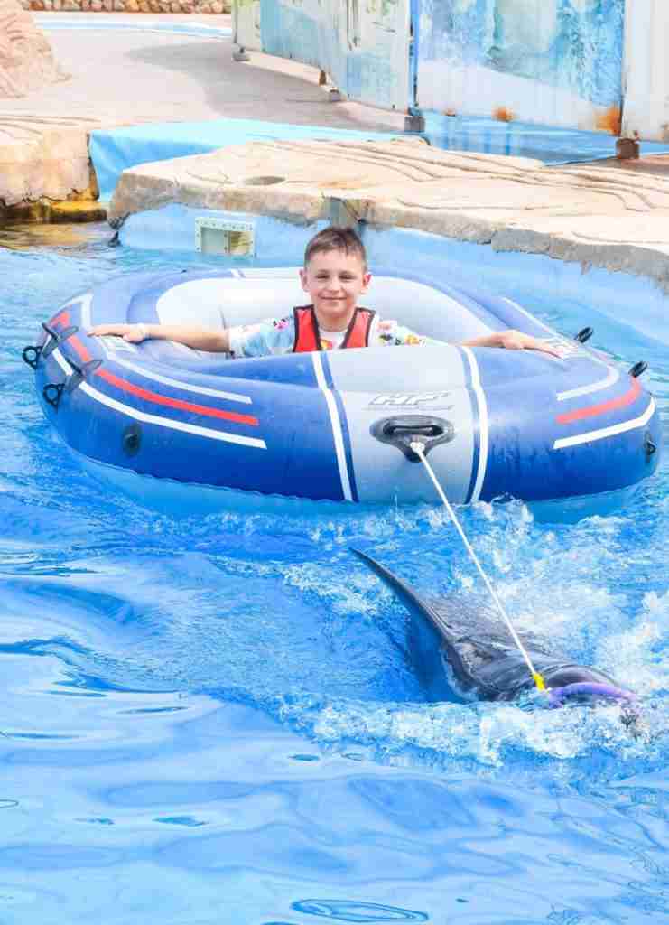 Dolphin Show w Hurghadzie