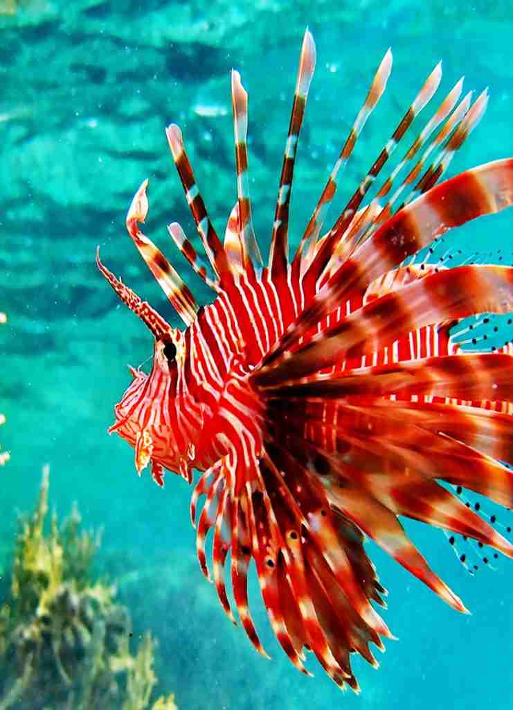 Nurkowanie Hurghada