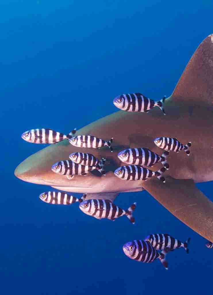 Haitauchen ab Hurghada