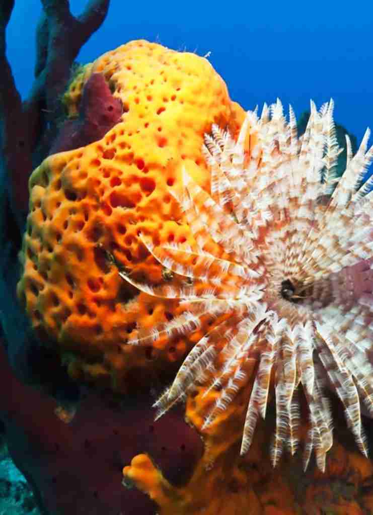 Sataya - Dolphin Reef