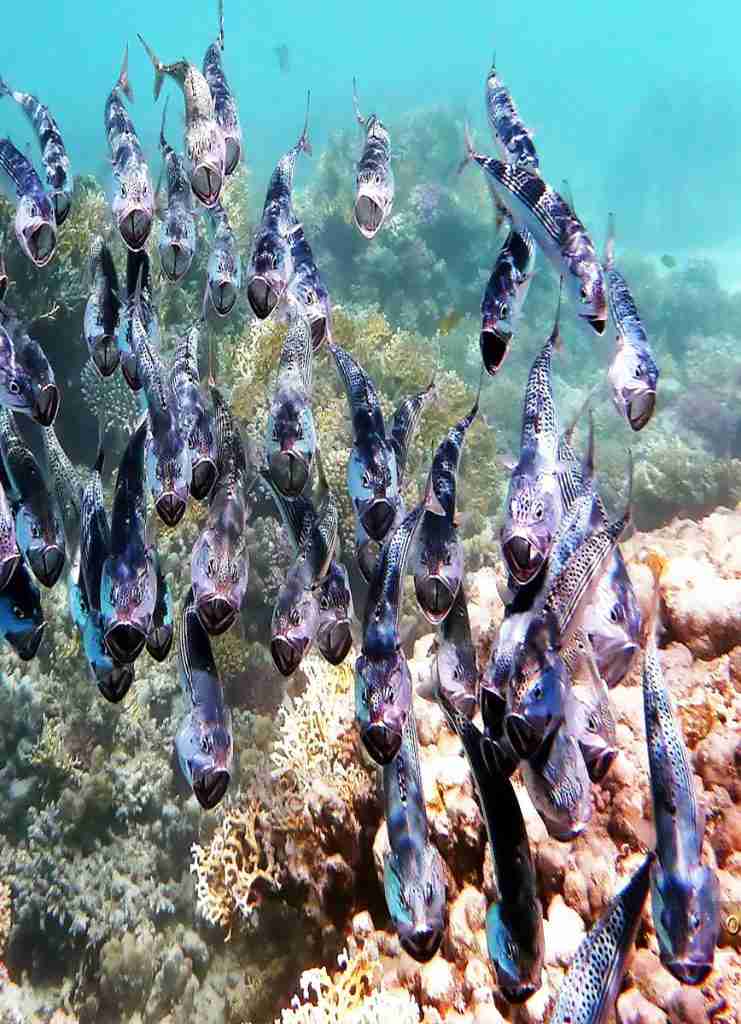 Sharm El Naga