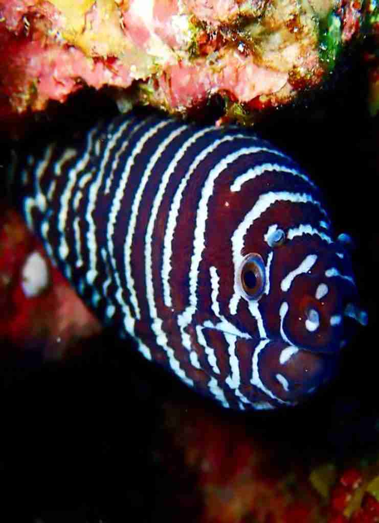 Wyspy Hamata