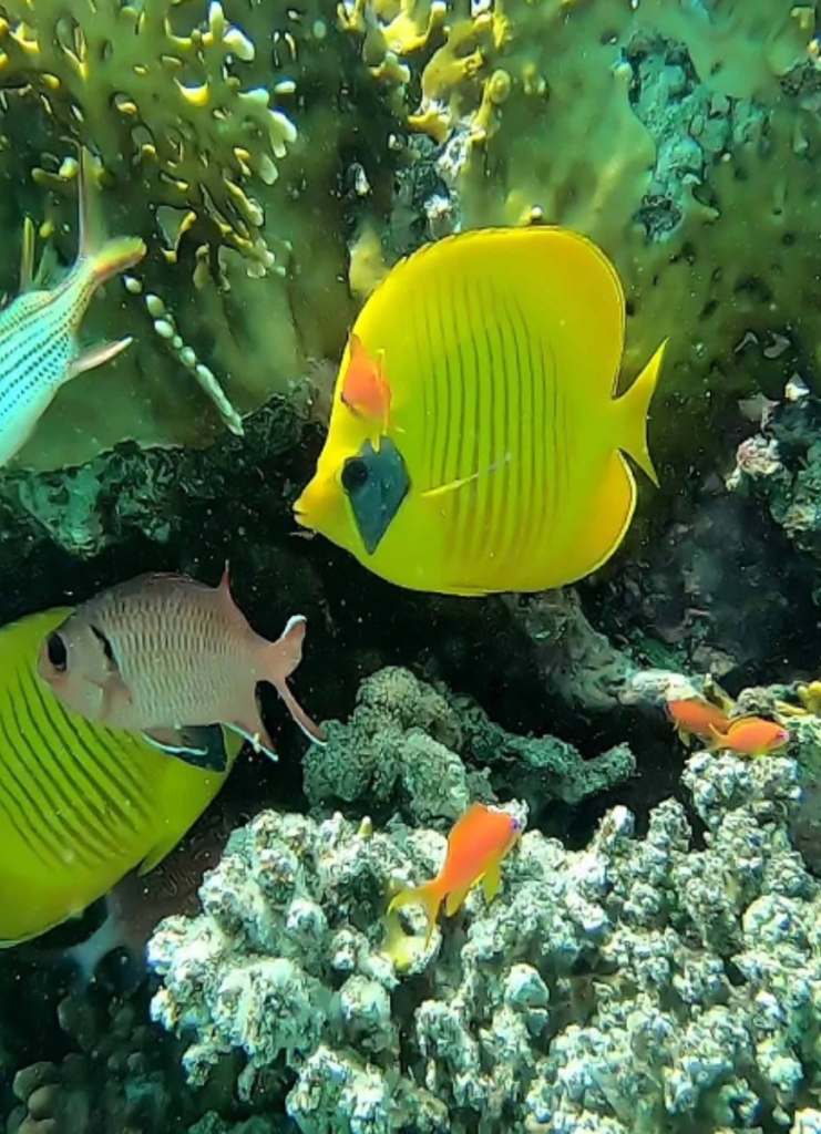 Intro Diving Day Tour from Hurghada